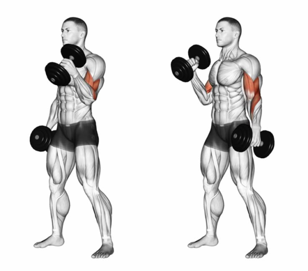 Alternating Dumbbell Supinated Curls