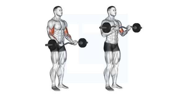 Close-Grip Barbell Curls