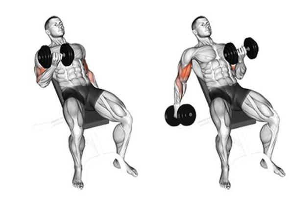 Incline Dumbbell Curls