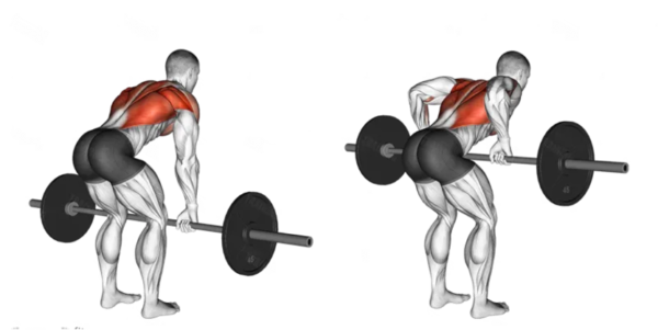 Barbell Rows