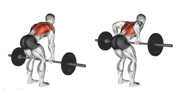 Barbell Rows