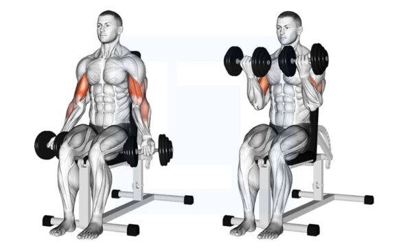 Dumbbell Bicep Curls