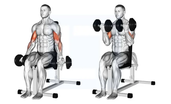 Dumbbell Bicep Curls