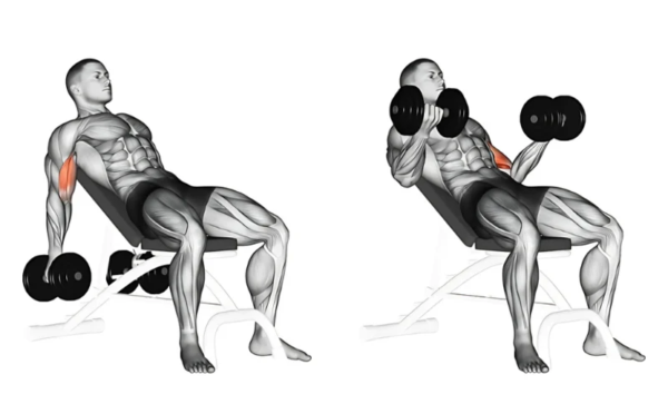 Incline Dumbbell Curls