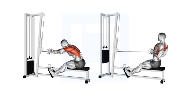 Seated Cable Rows