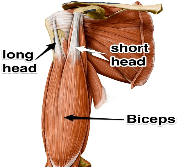 bicep short head workout 1