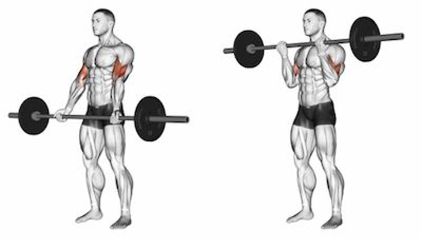 bicep short head workout 2