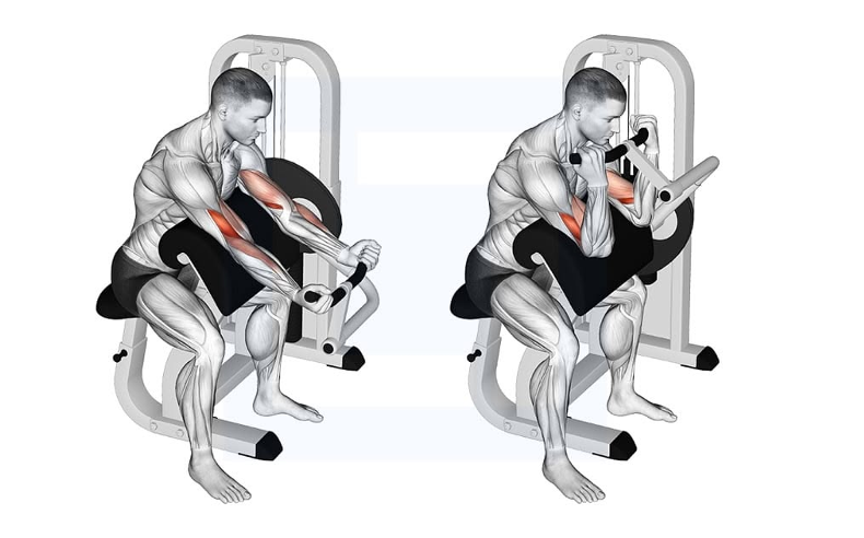 bicep short head workout 4